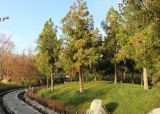 Cryptomeria japonica. Группа взрослых деревьев с шишками. Краснодар, парк \"Краснодар\", Японский сад, в культуре. 01.01.2024.
