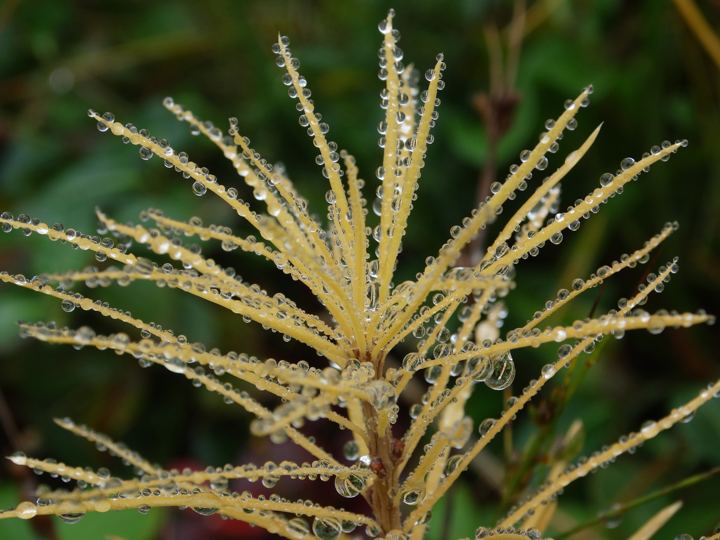 Image of Larix decidua specimen.