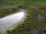 Salicornia perennans