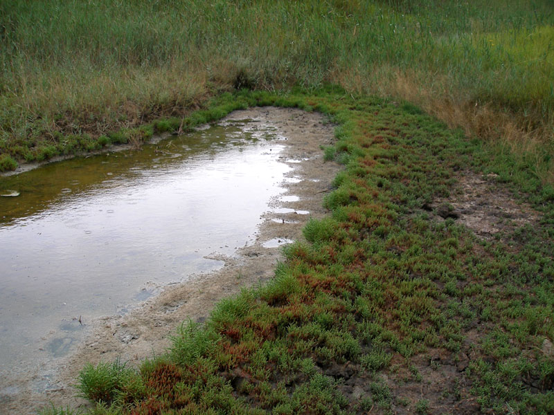 Изображение особи Salicornia perennans.