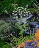 Astrodaucus orientalis. Цветущее растение. Армения, обл. Лори, окр. с. Лори Берд, крепость Лори Берд, ≈ 1300 м н.у.м., каменистый склон. 24.06.2022.