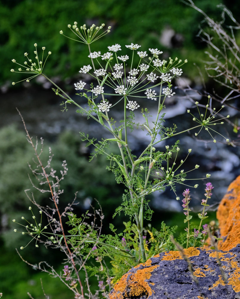 Изображение особи Astrodaucus orientalis.