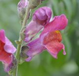 Antirrhinum majus