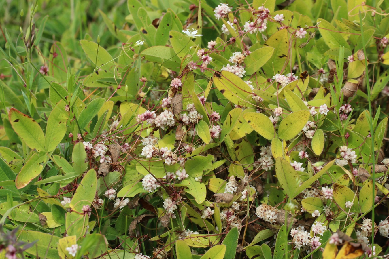 Изображение особи Cuscuta epithymum.