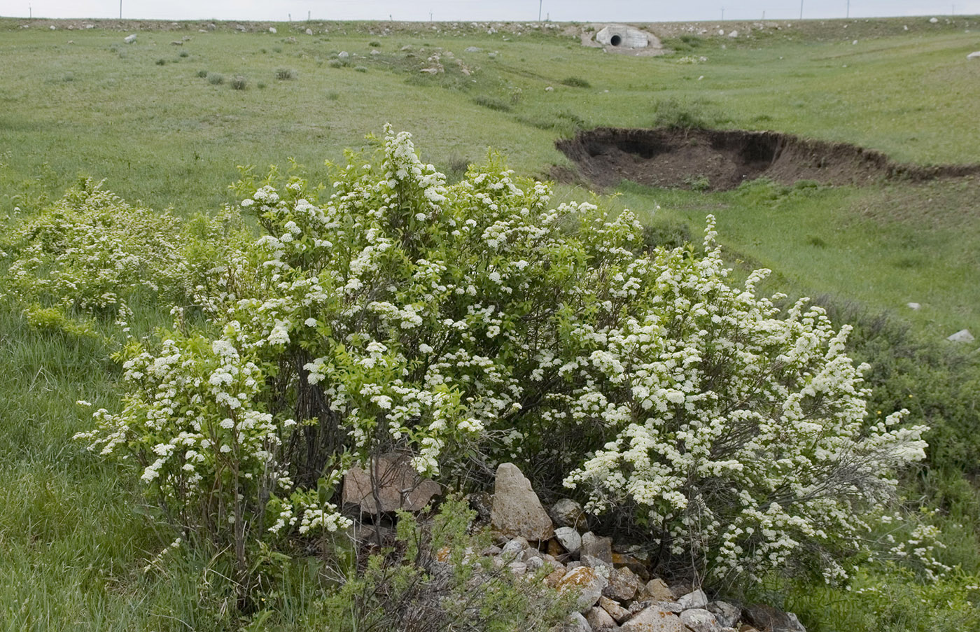 Image of Spiraea media specimen.