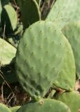 Opuntia ficus-indica. Членик стебля. Египет, мухафаза Александрия, г. Александрия, некрополь \"Катакомбы Ком-эль-Шукафа\". 04.01.2024.