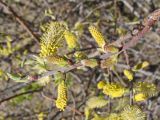 Salix bebbiana. Верхушка побега с мужскими соцветиями. Хабаровский край, г. Комсомольск-на-Амуре, дол. руч. Тёплый ключ. 08.05.2024.