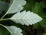 Sorbus mougeotii