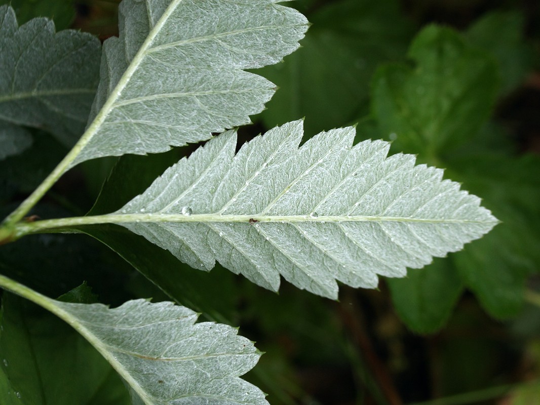 Image of Sorbus mougeotii specimen.