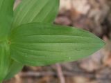 Epipactis helleborine