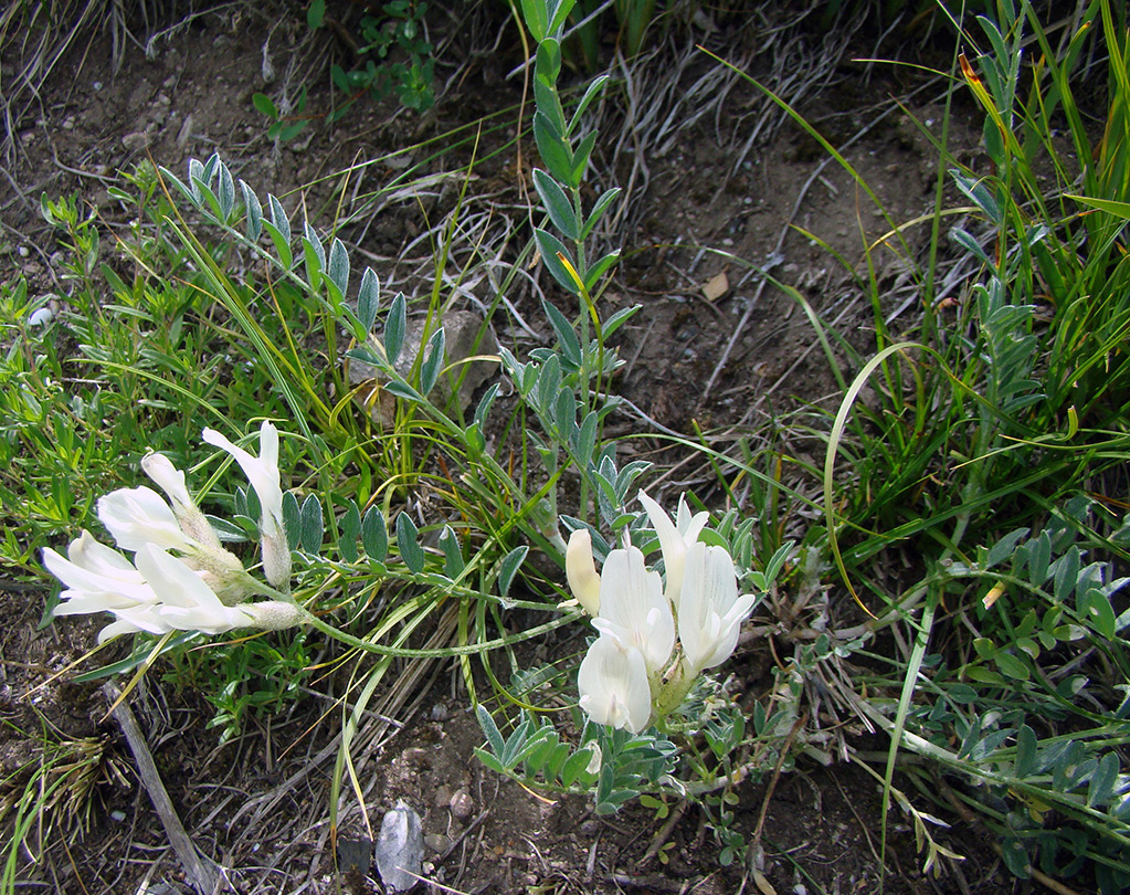 Image of Astragalus involutivus specimen.
