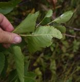 Syringa vulgaris