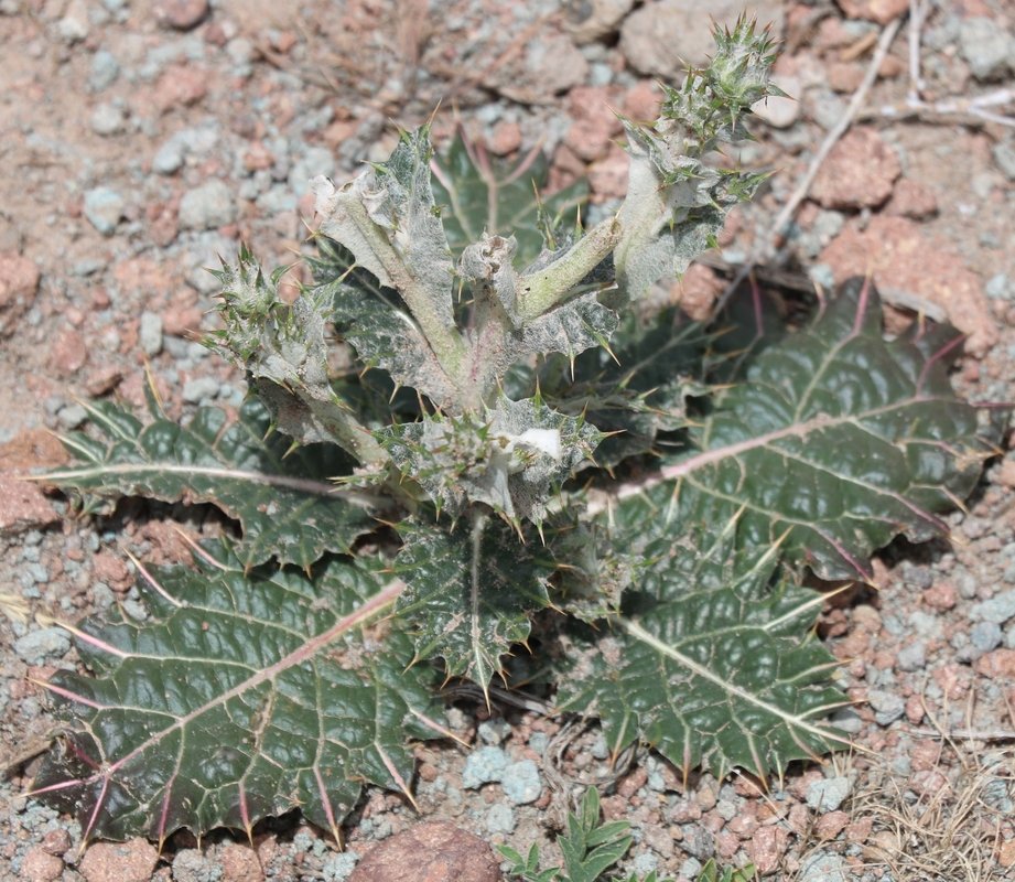 Изображение особи Cousinia macroptera.