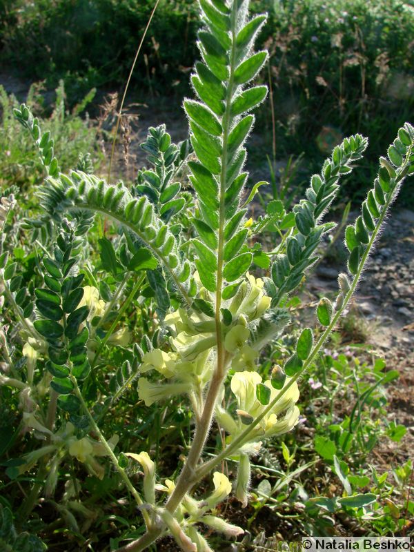 Изображение особи Astragalus mucidus.