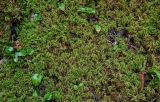 Hylocomium splendens. Вегетирующие растения в сообществе с Maianthemum bifolium. Вологодская обл., Сокольский р-н, Оларевская гряда, смешанный лес. 13.07.2024.