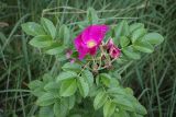 Rosa rugosa