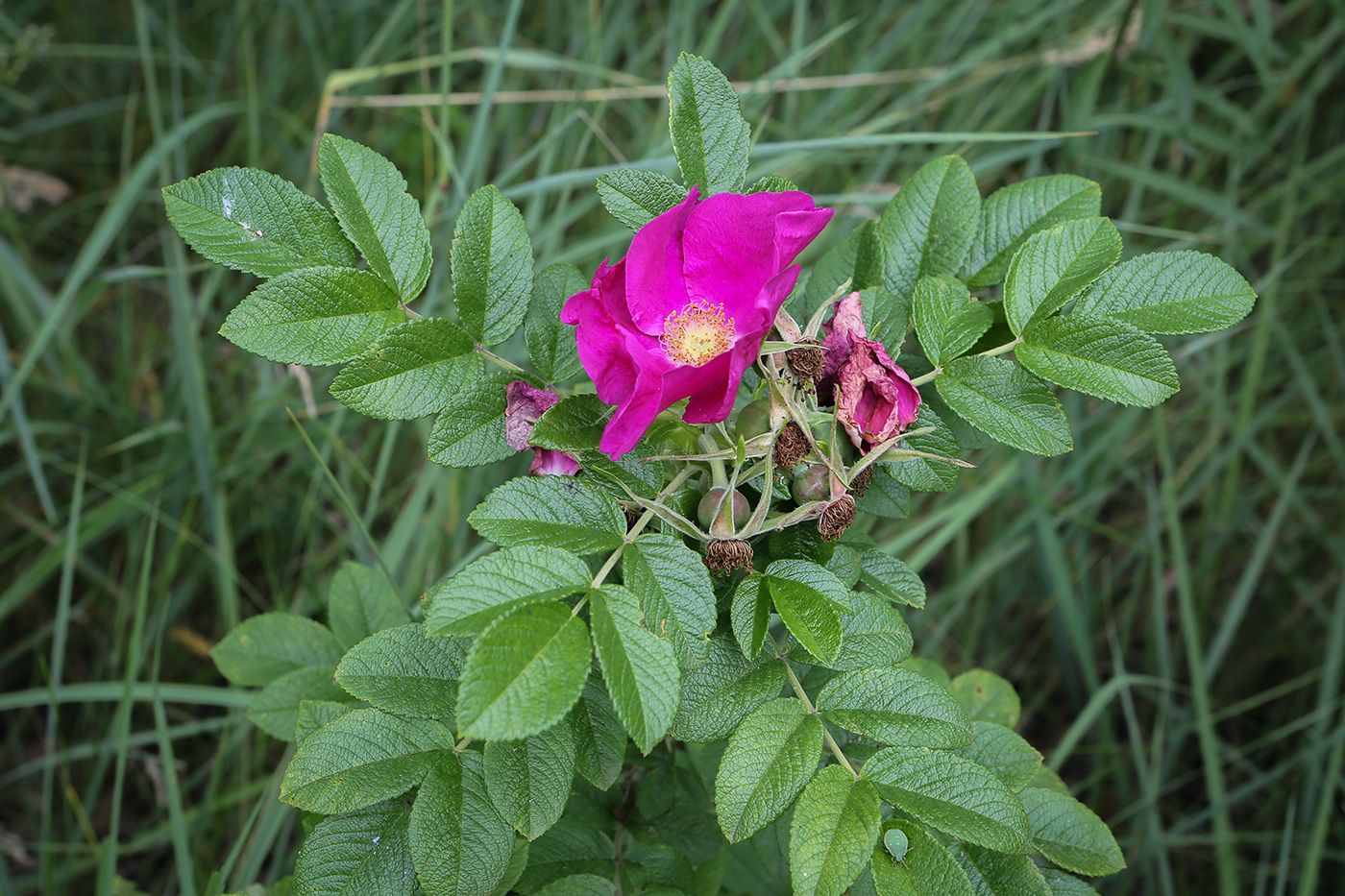 Image of Rosa rugosa specimen.