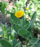 Calendula arvensis. Верхушка цветущего растения. Крым, Симферополь, ботсад университета, сорное на клумбе. 2 ноября 2010 г.