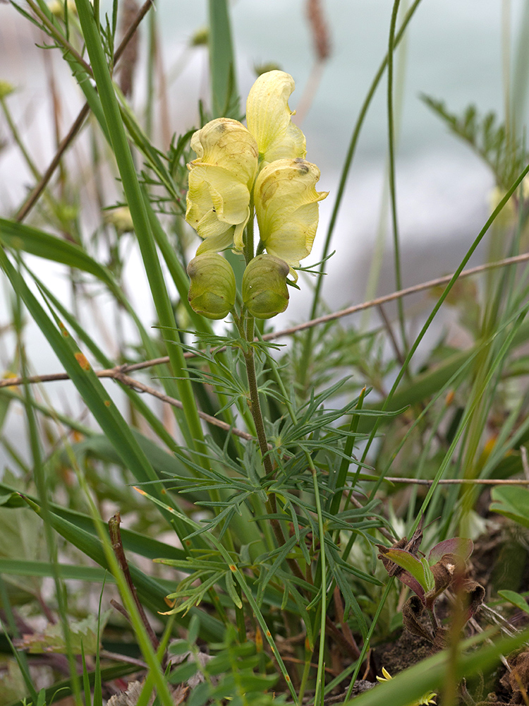 Image of Aconitum confertiflorum specimen.