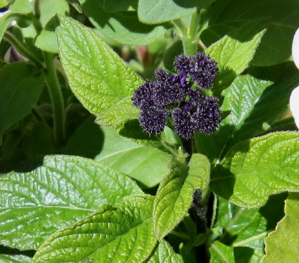 Изображение особи Heliotropium arborescens.