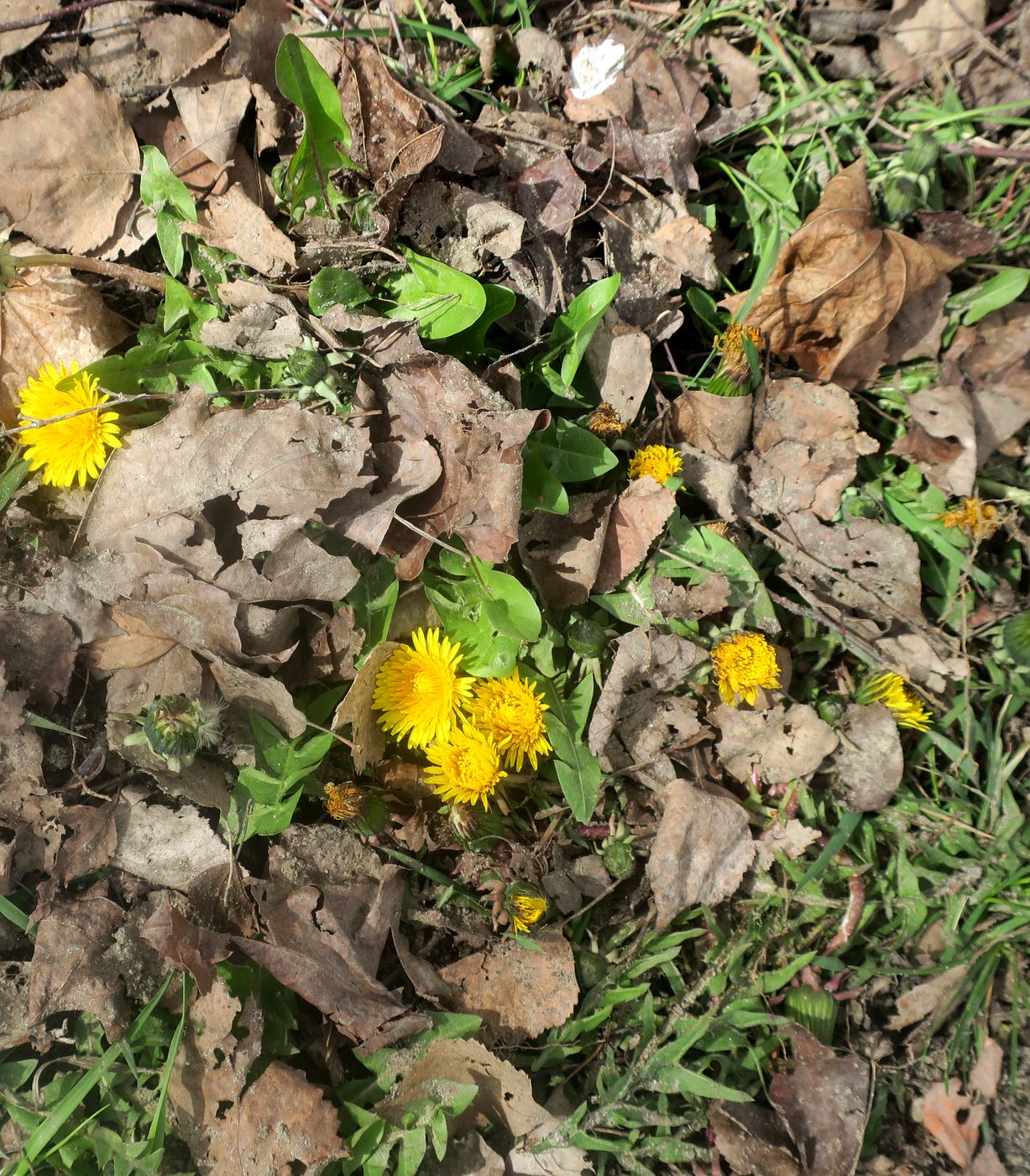 Image of Taraxacum officinale specimen.