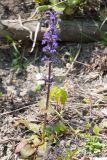 Ajuga reptans