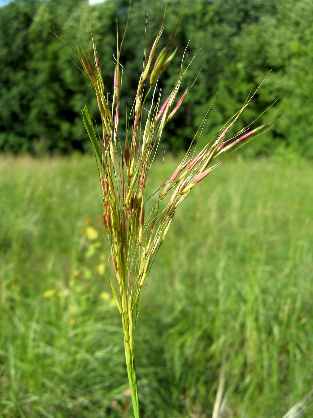 Image of Chrysopogon gryllus specimen.