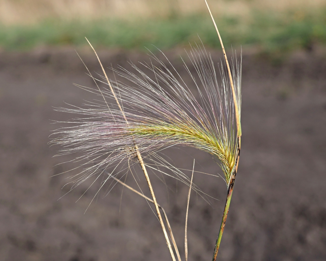 Image of Hordeum jubatum specimen.