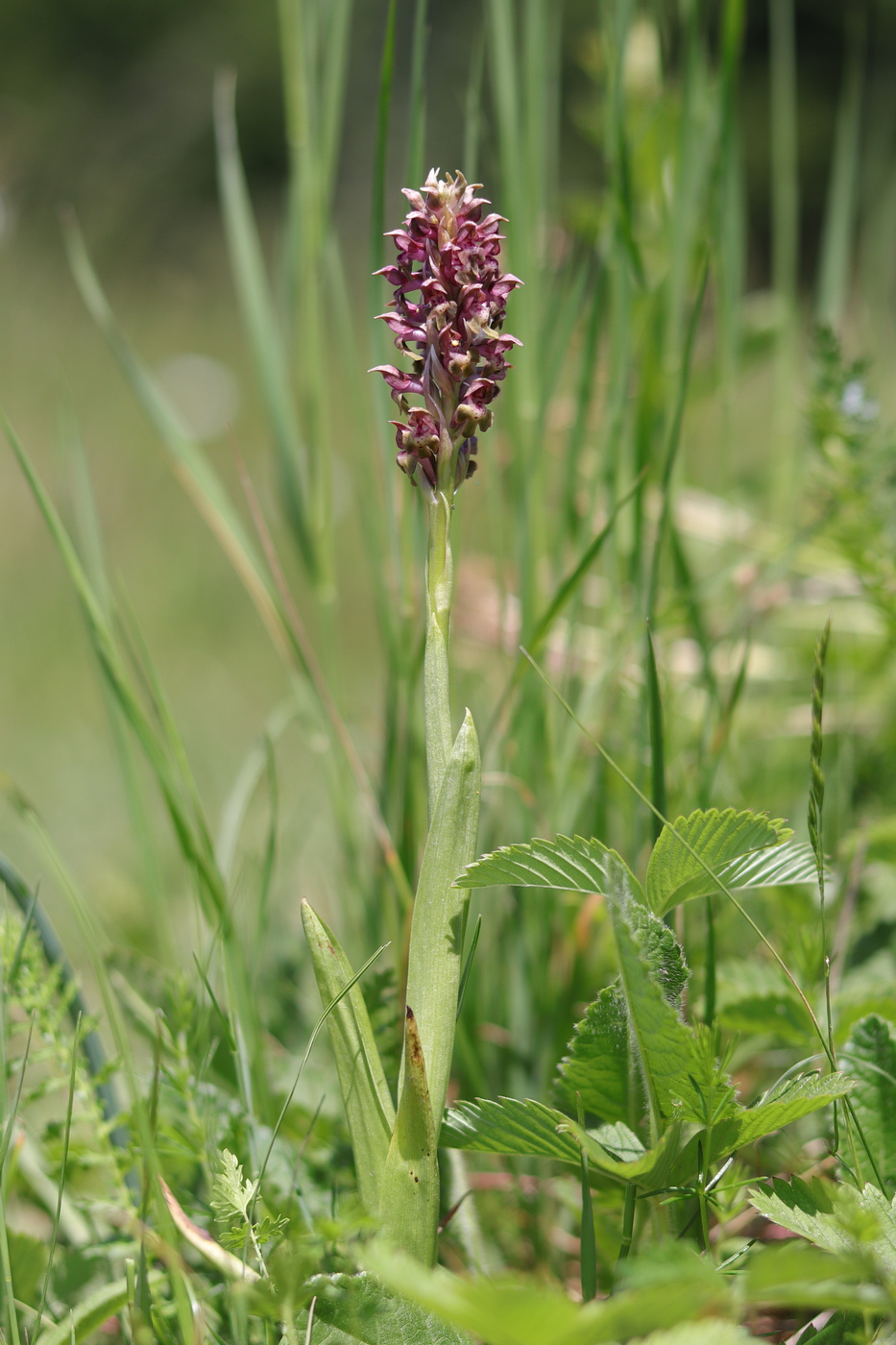 Image of Anacamptis coriophora specimen.
