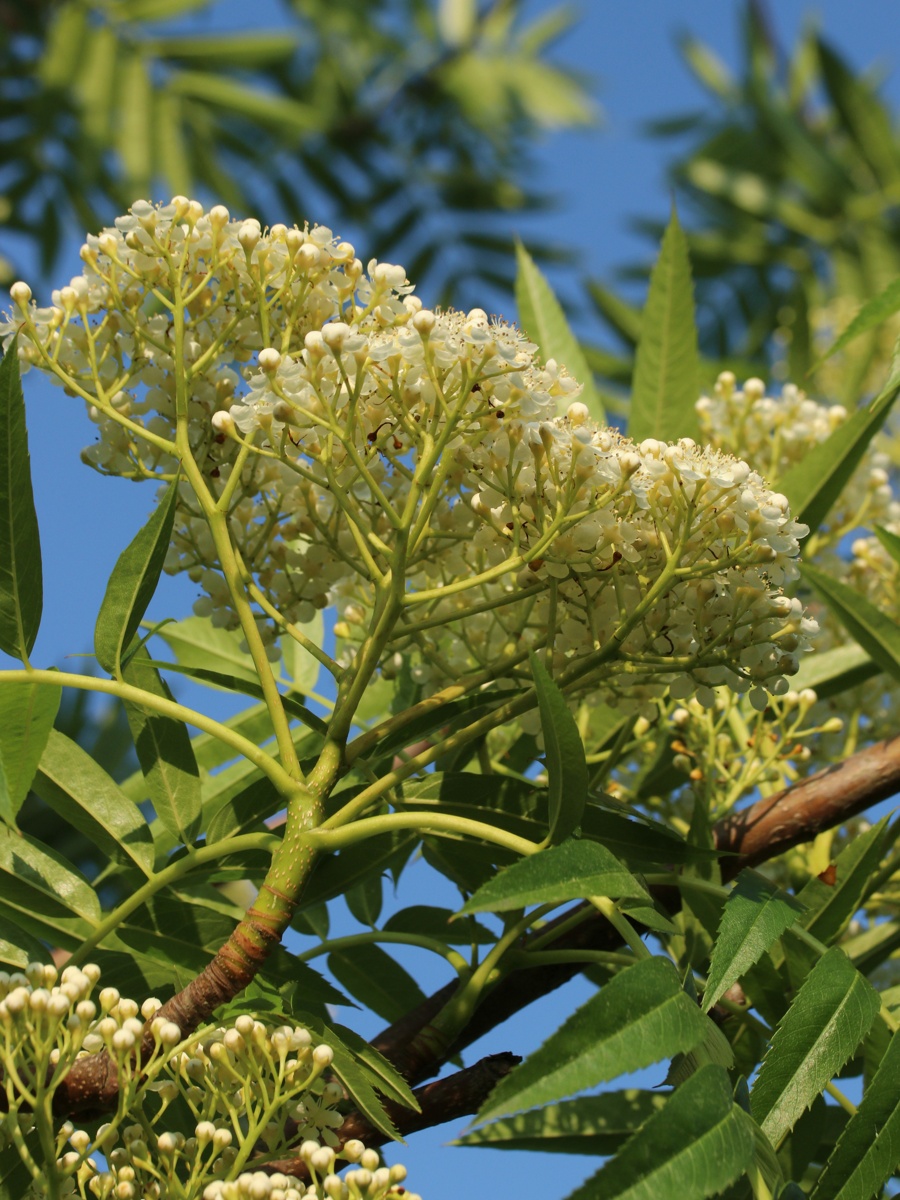 Изображение особи род Sorbus.
