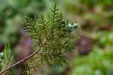 Platycladus orientalis. Верхушка ветви с незрелыми шишками. Китай, пров. Ганьсу, г. Ланьчжоу, в культуре. 06.06.2025.