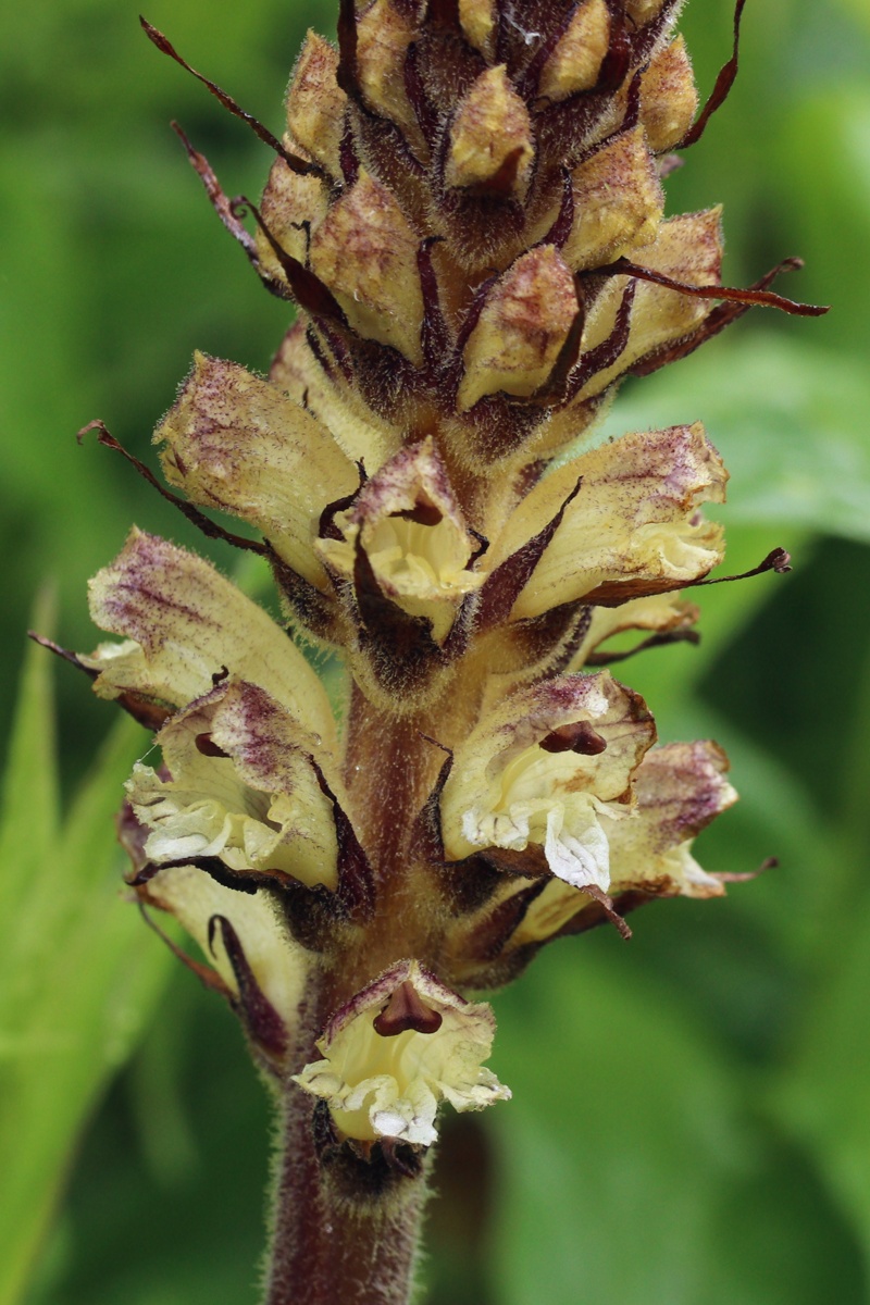 Image of Orobanche pallidiflora specimen.