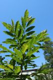 Castanea sativa