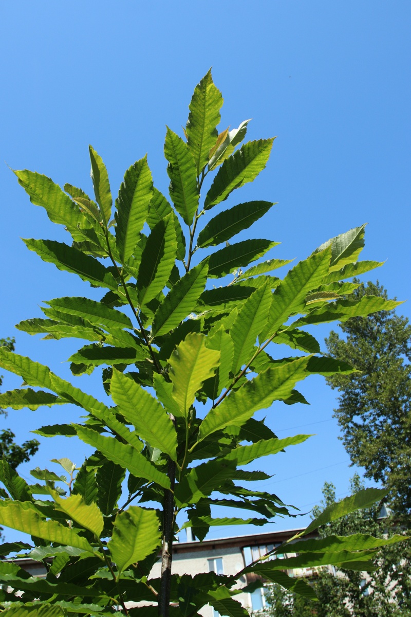 Image of Castanea sativa specimen.