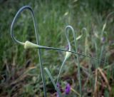 Allium sativum