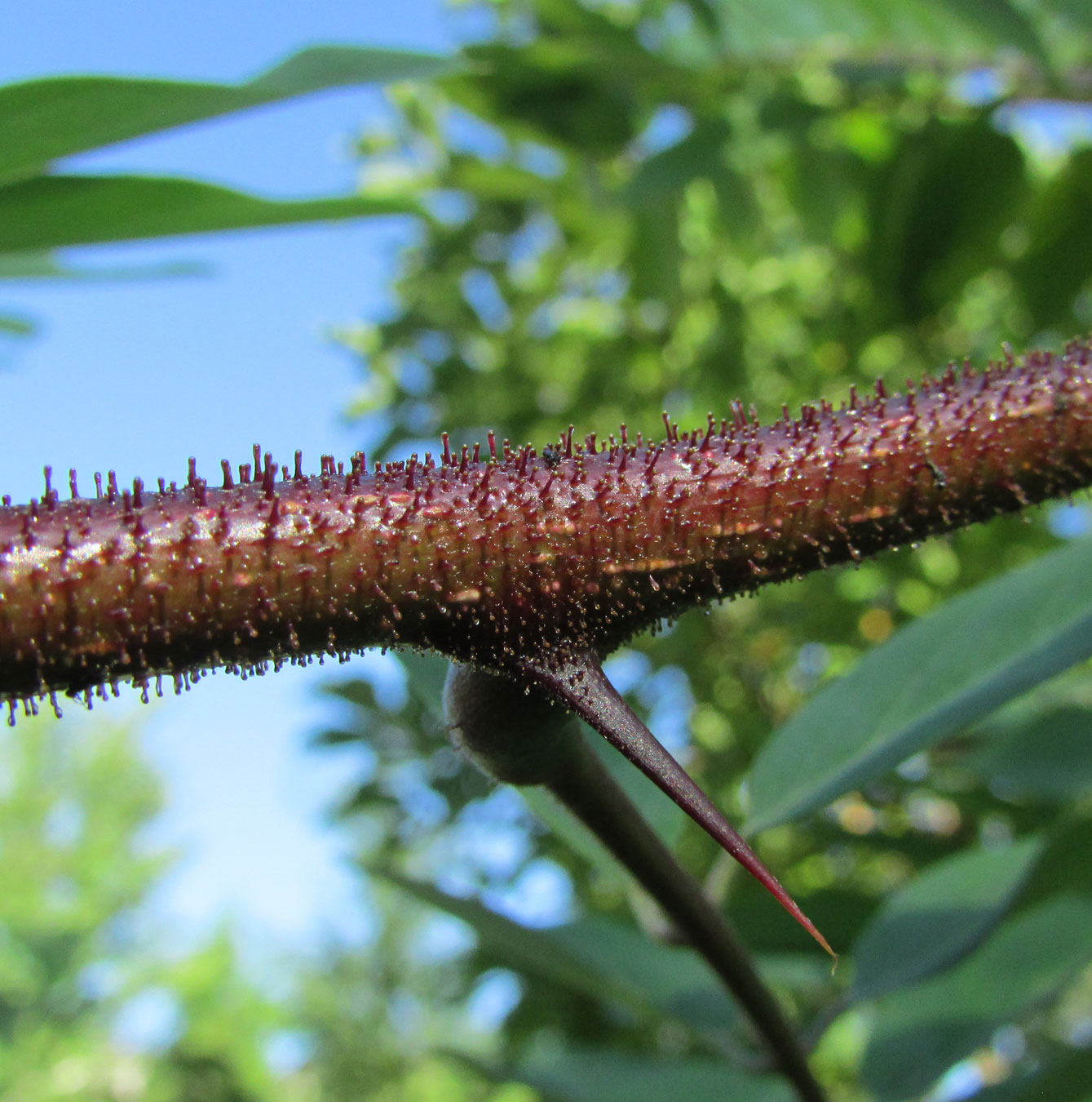 Image of Robinia &times; margaretta specimen.