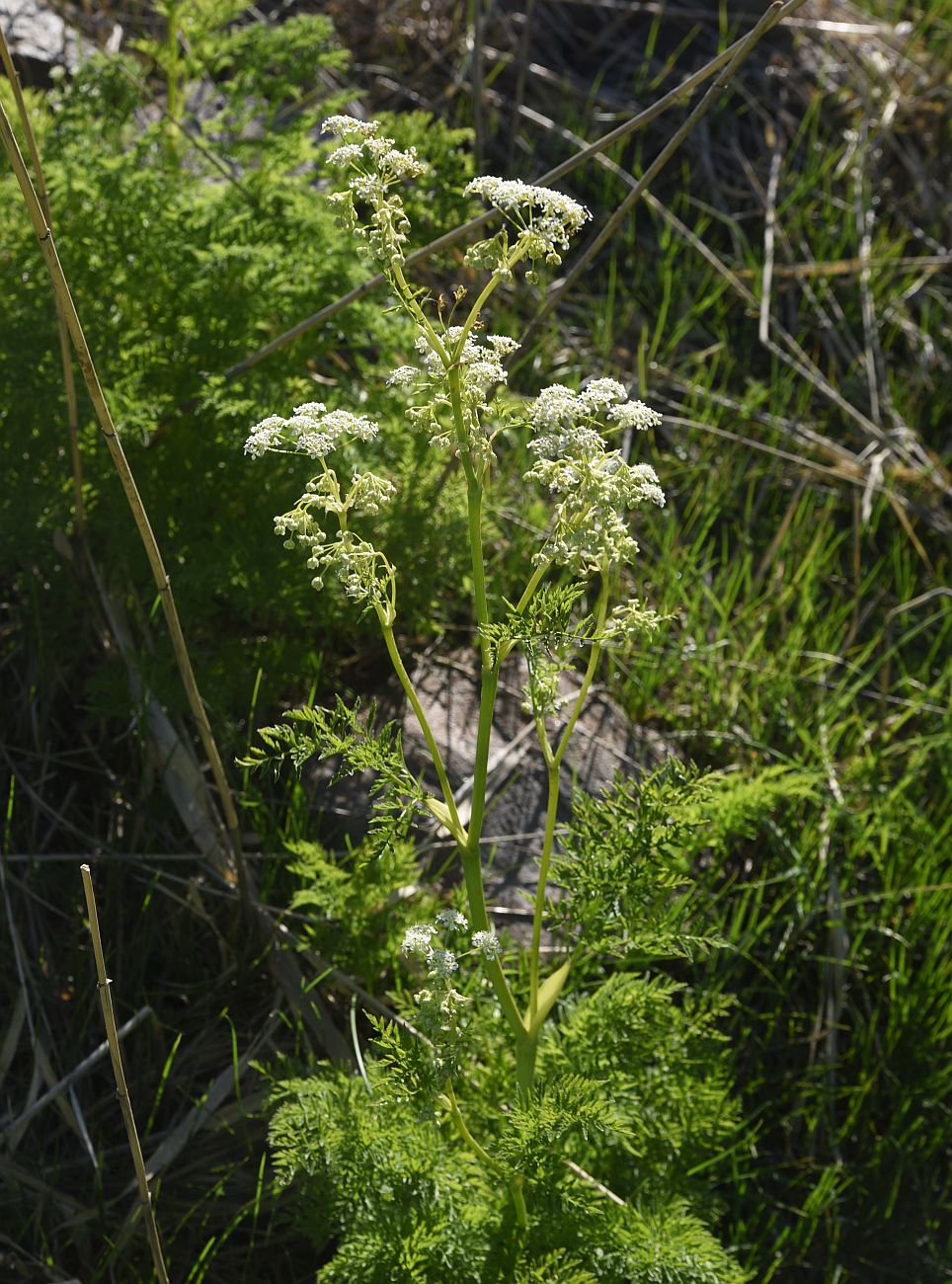 Изображение особи семейство Apiaceae.