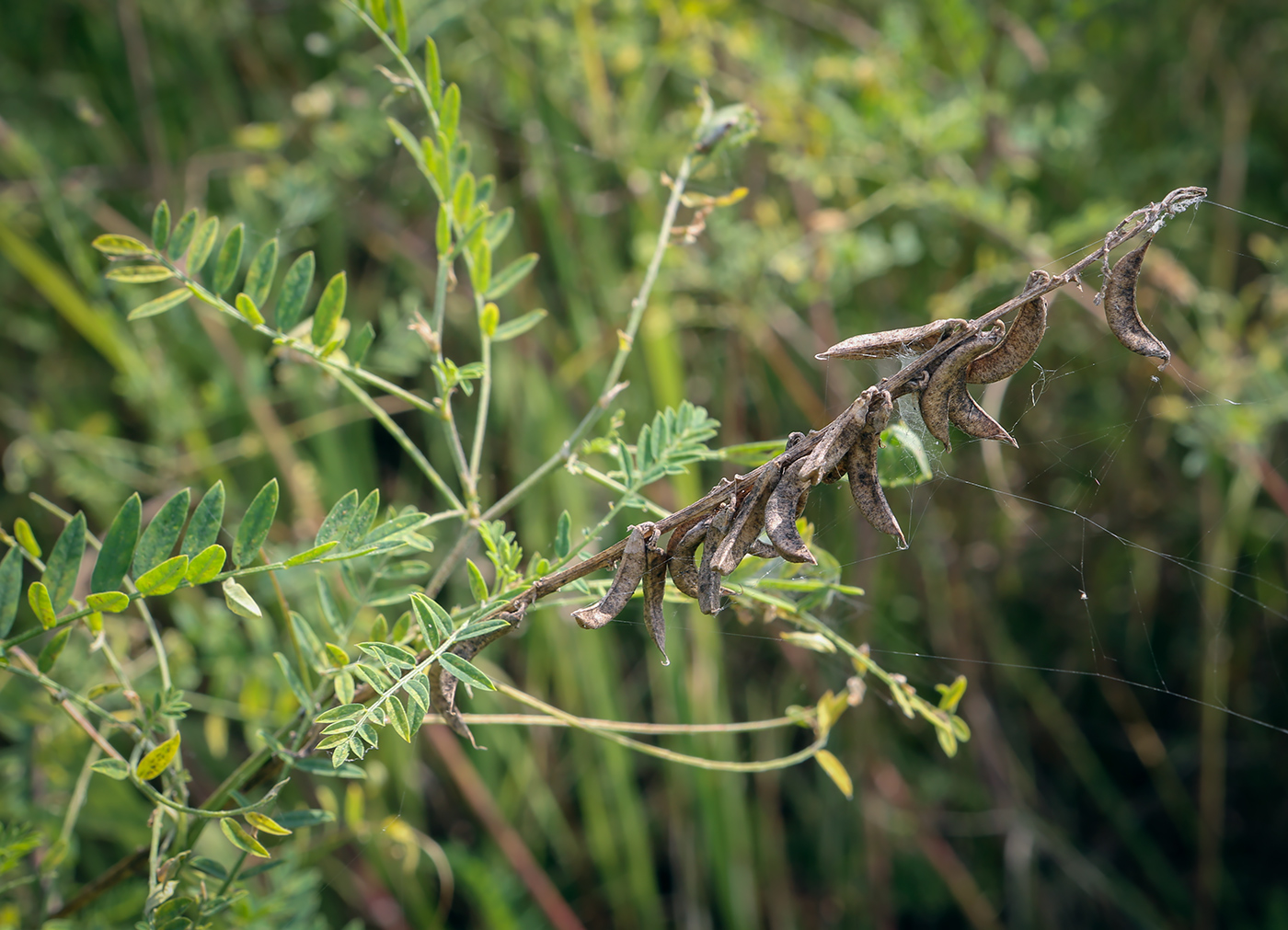 Изображение особи Astragalus falcatus.