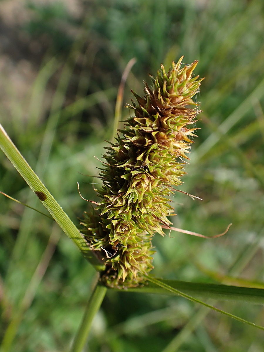 Изображение особи Carex neurocarpa.