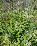 род Mentha. Цветущее растение. Испания, Галисия, пров. Понтеведра, г. Кангас, рудеральное. Июль.