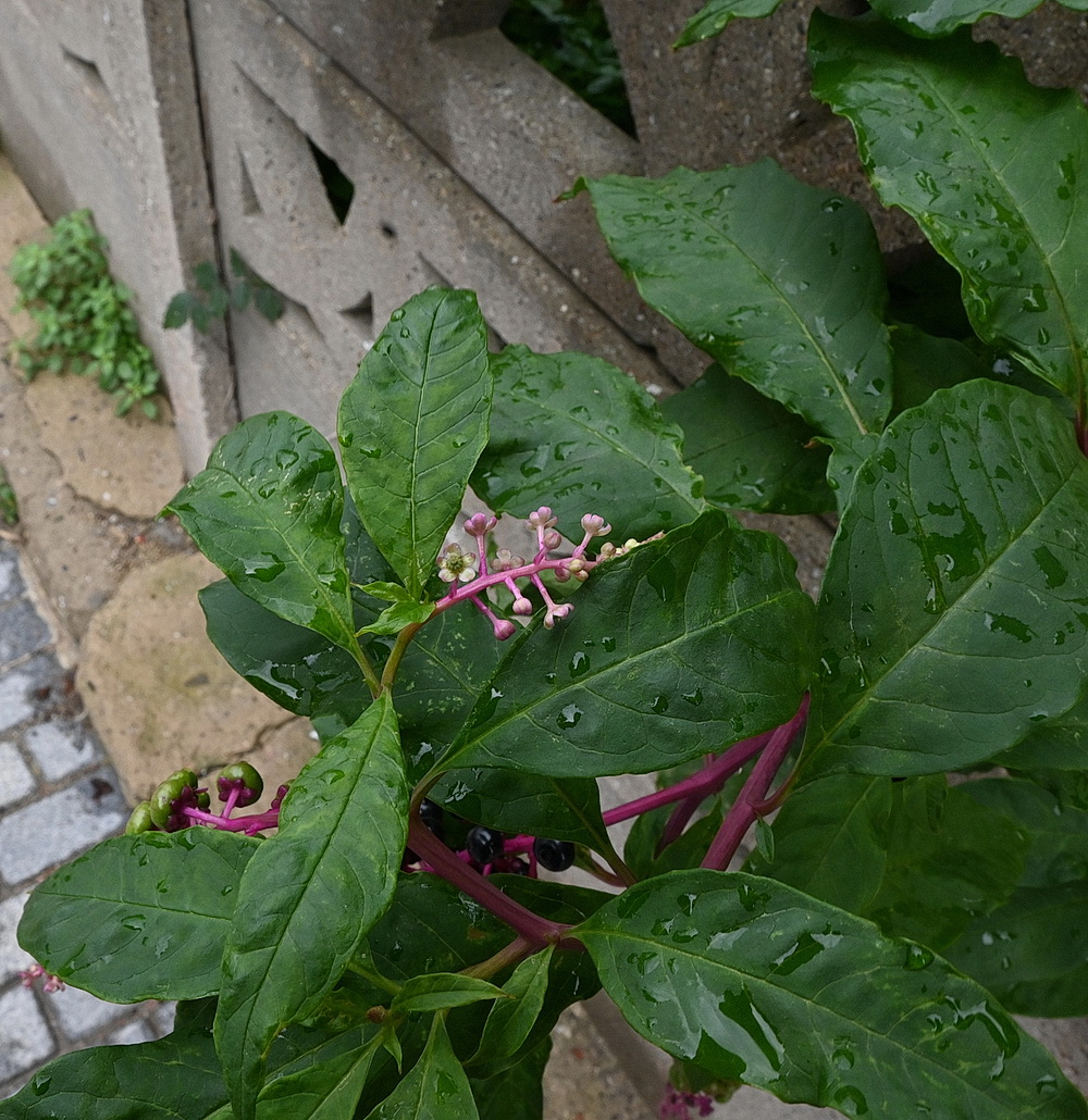 Image of Phytolacca americana specimen.