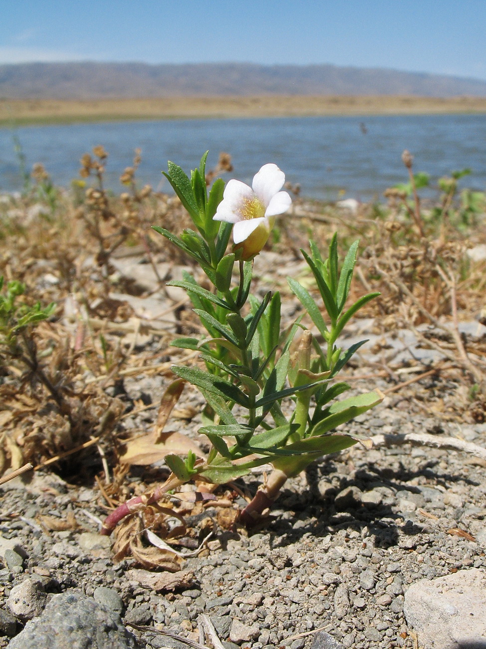 Image of Gratiola officinalis specimen.