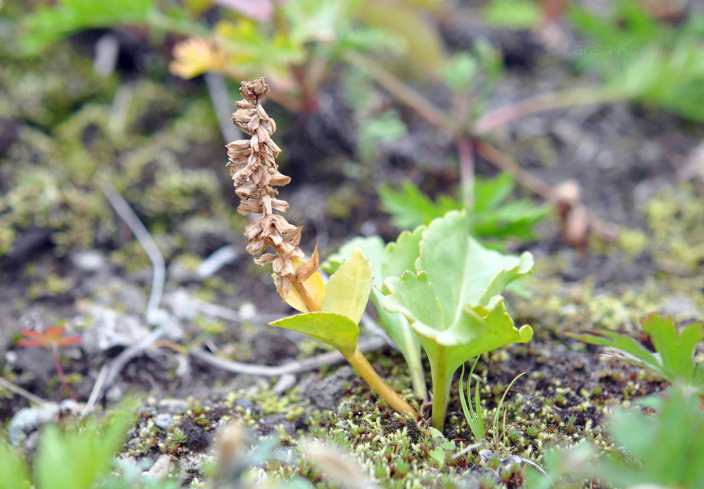 Image of Lagotis glauca specimen.