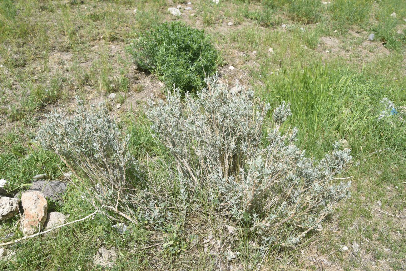 Изображение особи Krascheninnikovia ceratoides.