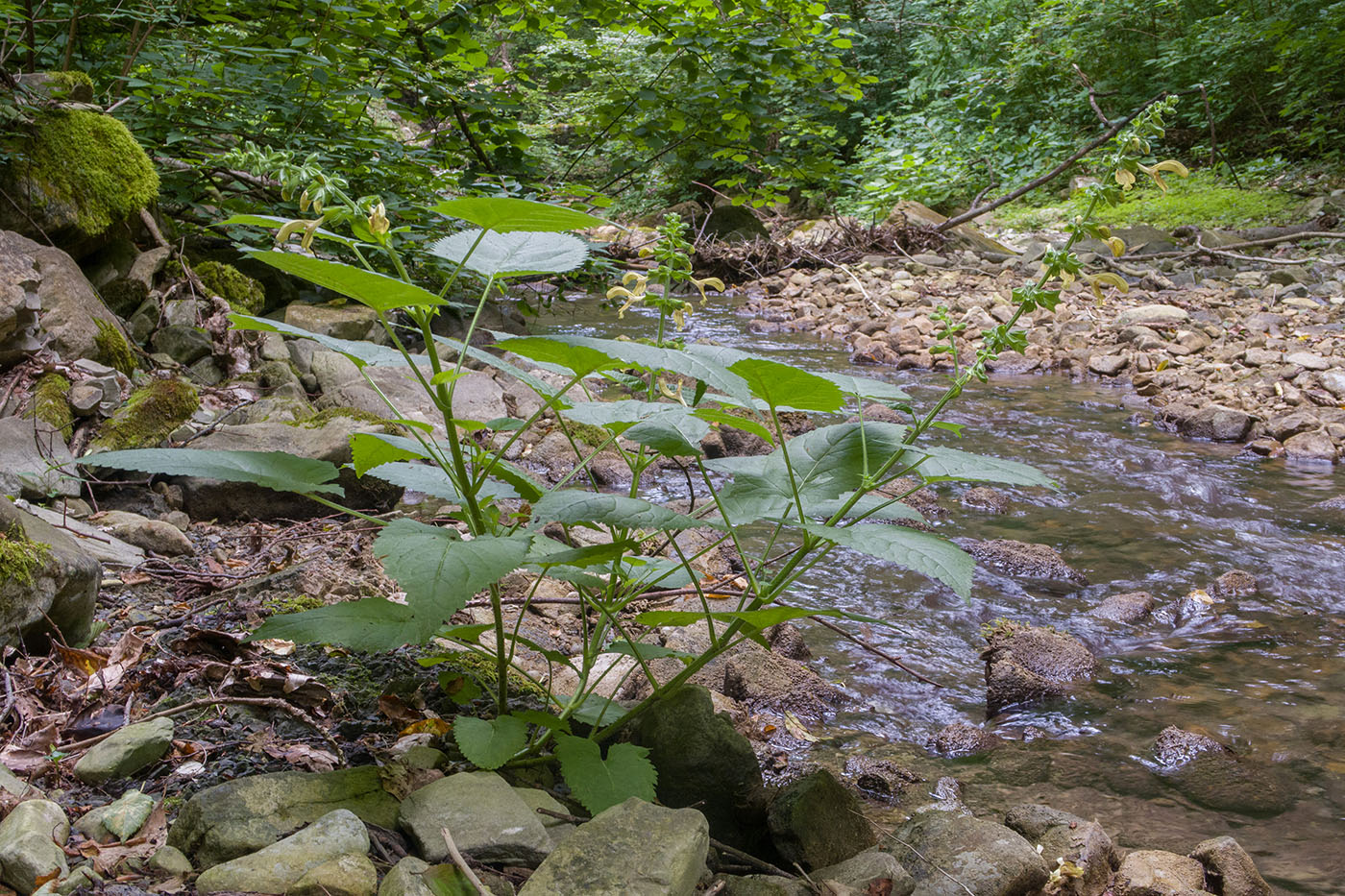 Image of Salvia glutinosa specimen.