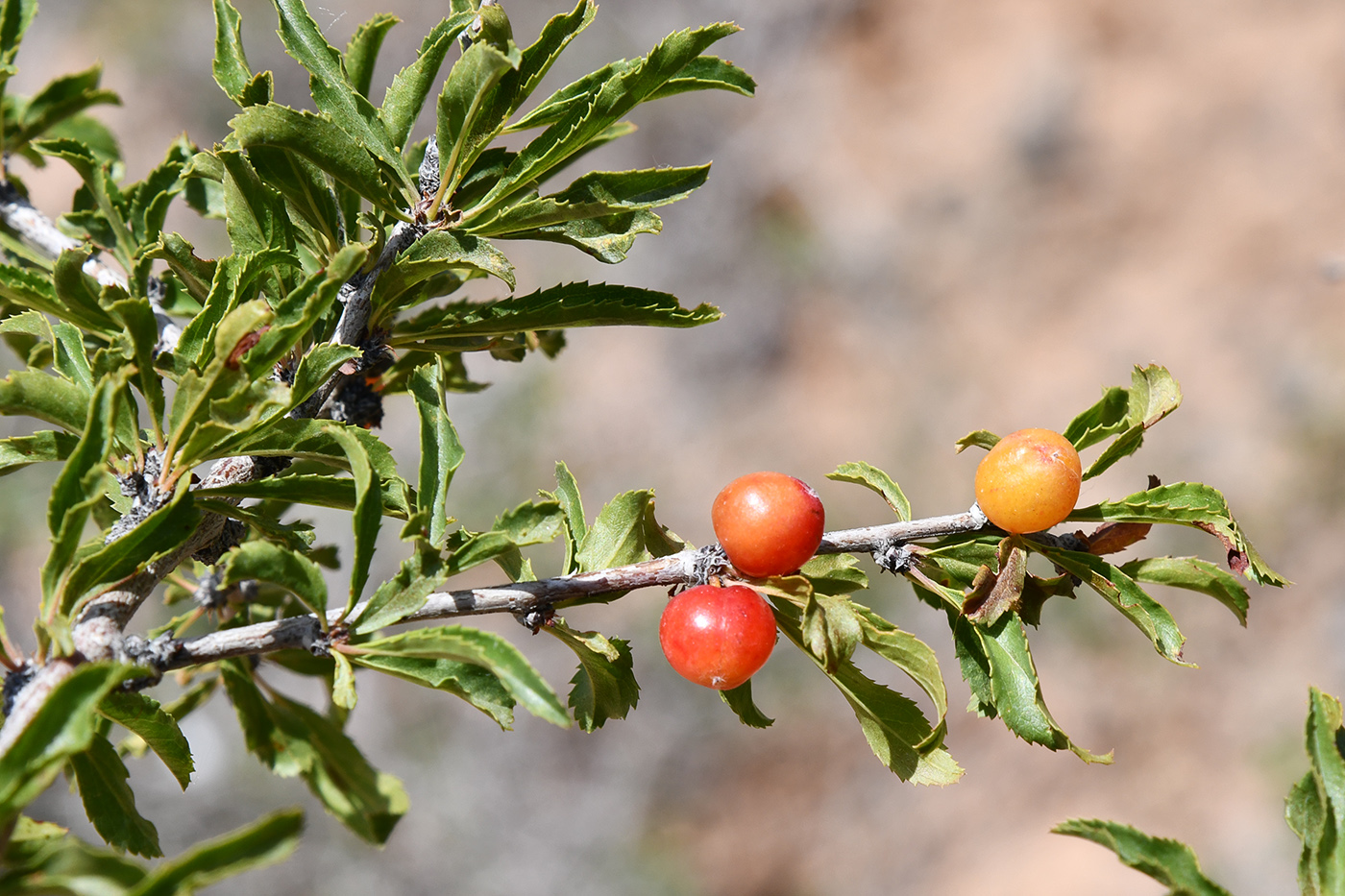 Image of Cerasus tianshanica specimen.