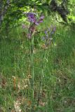 Limodorum abortivum var. viride
