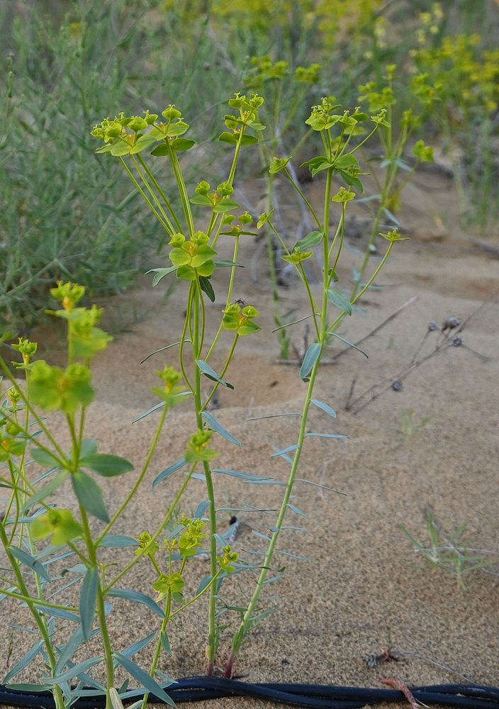 Image of Euphorbia seguieriana specimen.