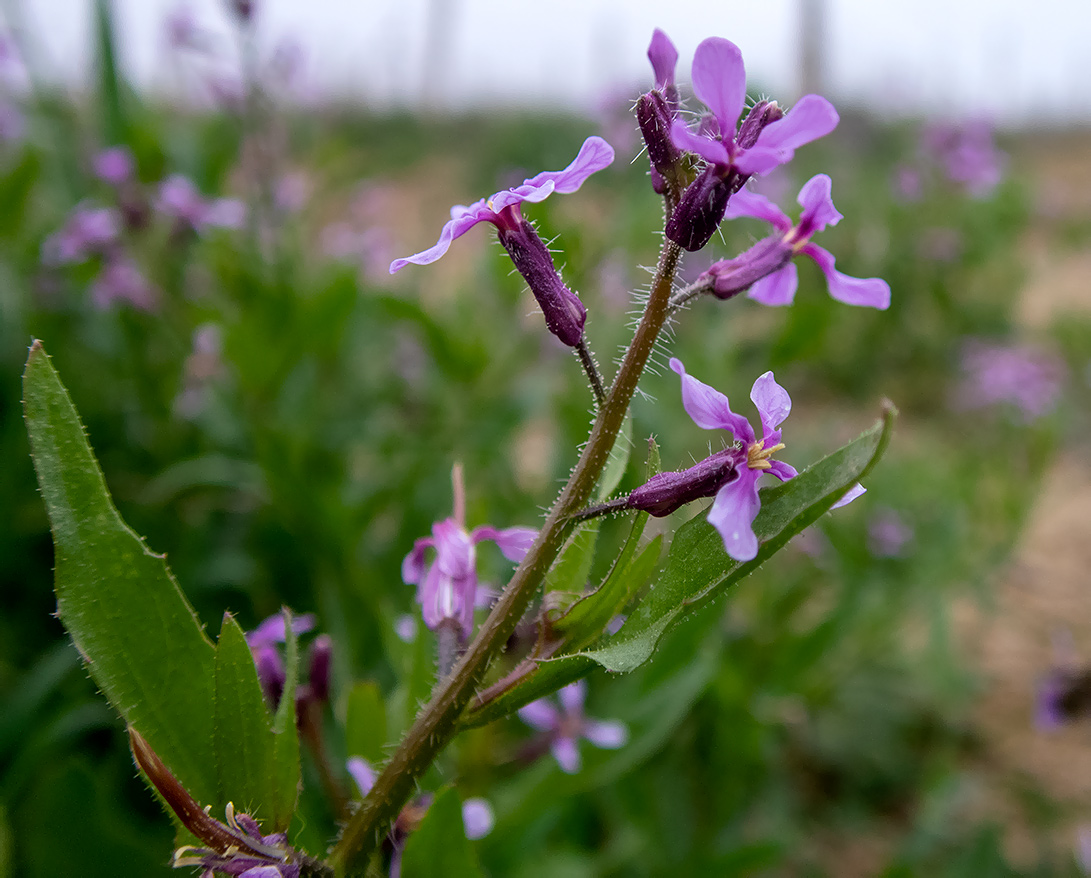 Image of Chorispora tenella specimen.