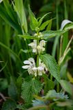 Lamium подвид orientale